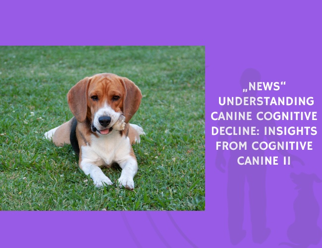 Understanding Canine Cognitive Decline Insights from Cognitive Canine II