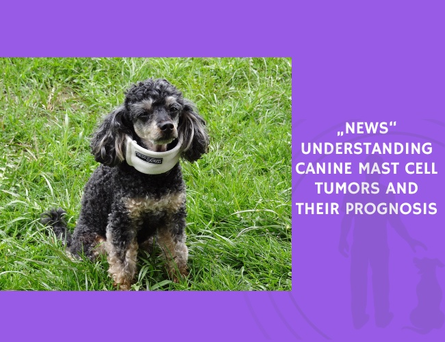 Understanding Canine Mast Cell Tumors and Their Prognosis