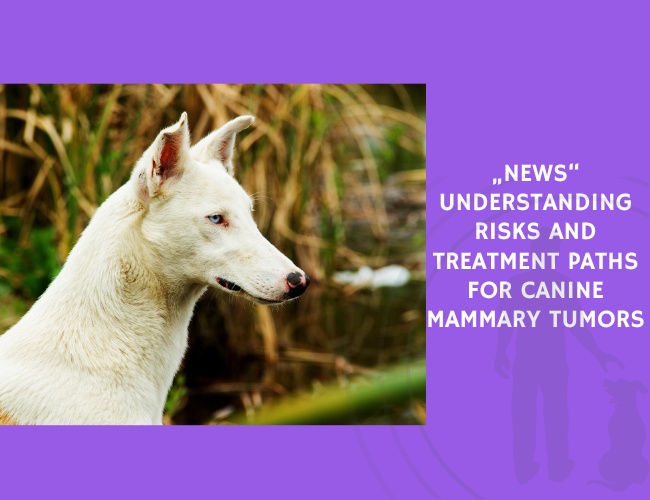 Understanding Risks and Treatment Paths for Canine Mammary Tumors