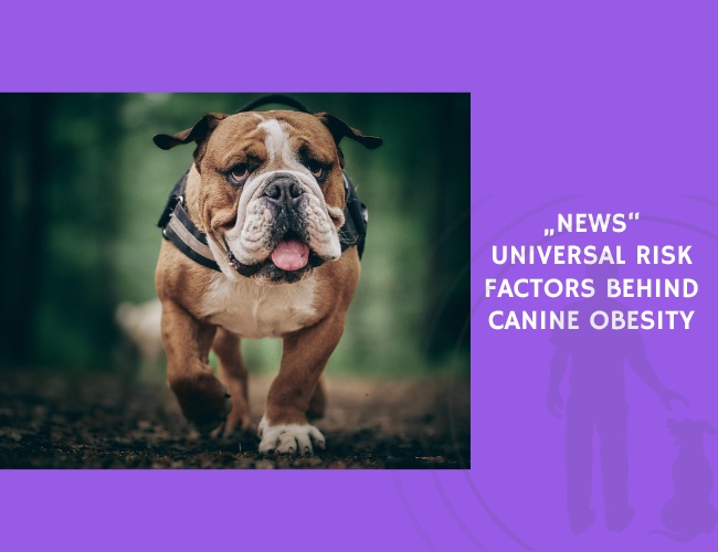 Universal Risk Factors Behind Canine Obesity