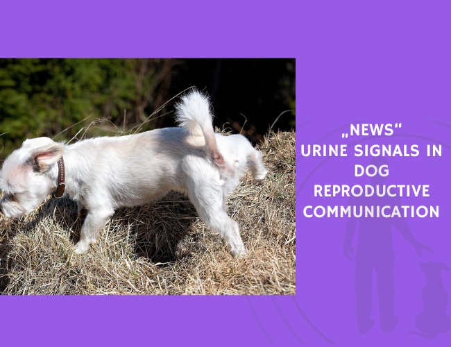 Urine Signals in Dog Reproductive Communication
