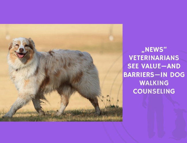 Veterinarians See Value—and Barriers—in Dog Walking Counseling