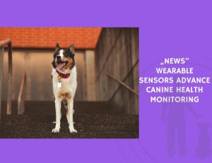Wearable Sensors Advance Canine Health Monitoring