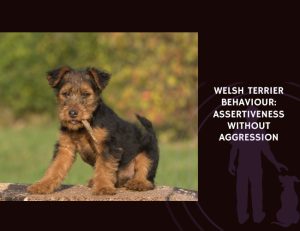 Welsh Terrier Behaviour Assertiveness Without Aggression