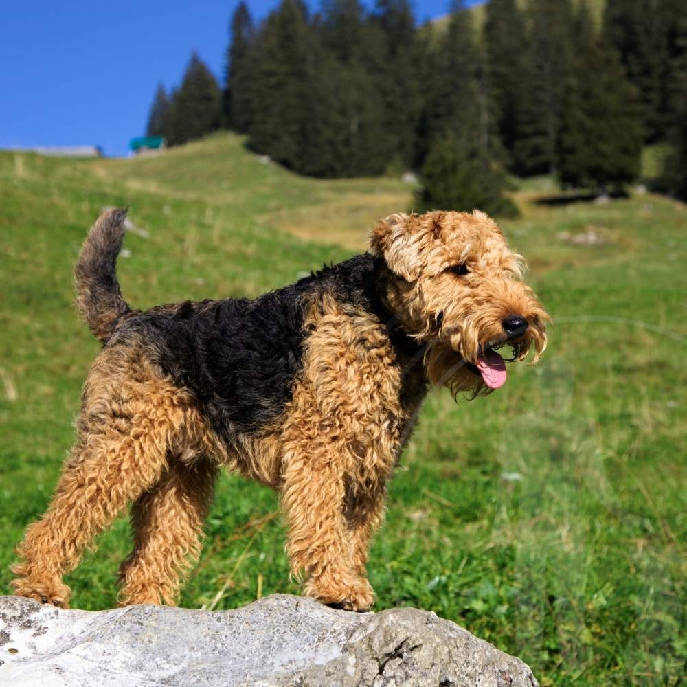 Welsh Terrier