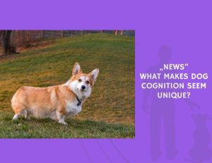 What Makes Dog Cognition Seem Unique
