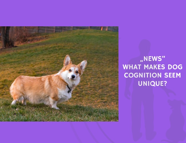 What Makes Dog Cognition Seem Unique