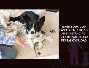 When Your Dog Can't Stop Moving Understanding Indoor Pacing and Mental Overload