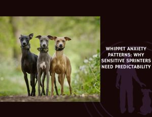 Whippet Anxiety Patterns Why Sensitive Sprinters Need Predictability