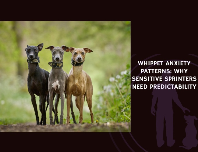 Whippet Anxiety Patterns Why Sensitive Sprinters Need Predictability