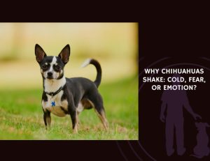 Why Chihuahuas Shake Cold, Fear, or Emotion