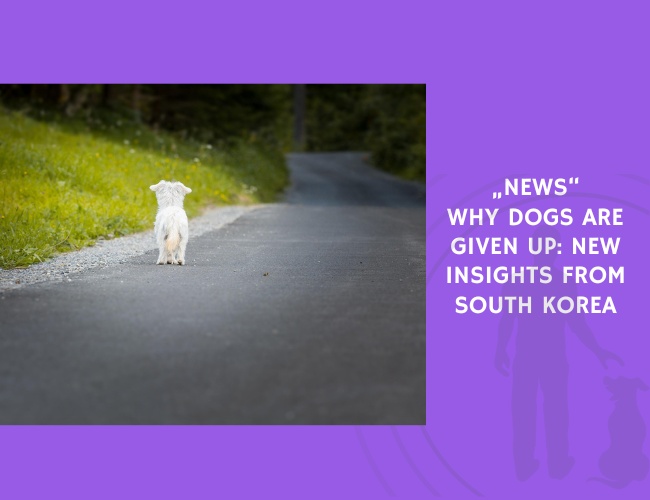 Why Dogs Are Given Up New Insights from South Korea