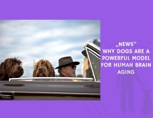 Why Dogs Are a Powerful Model for Human Brain Aging