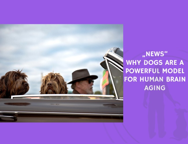 Why Dogs Are a Powerful Model for Human Brain Aging