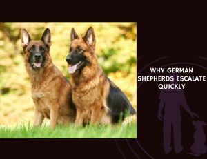 Why German Shepherds Escalate Quickly