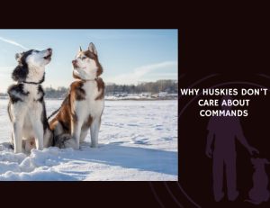 Why Huskies Don’t Care About Commands