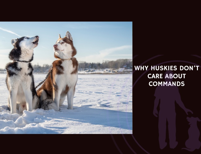 Why Huskies Don’t Care About Commands