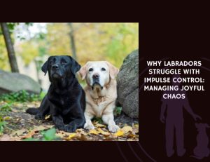 Why Labradors Struggle With Impulse Control Managing Joyful Chaos