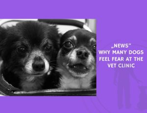 Why Many Dogs Feel Fear at the Vet Clinic