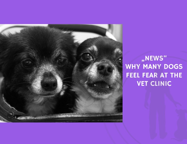 Why Many Dogs Feel Fear at the Vet Clinic