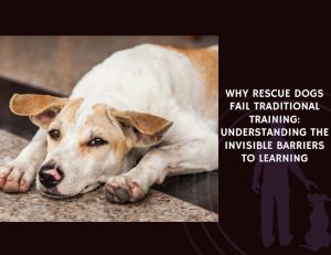 Why Rescue Dogs Fail Traditional Training