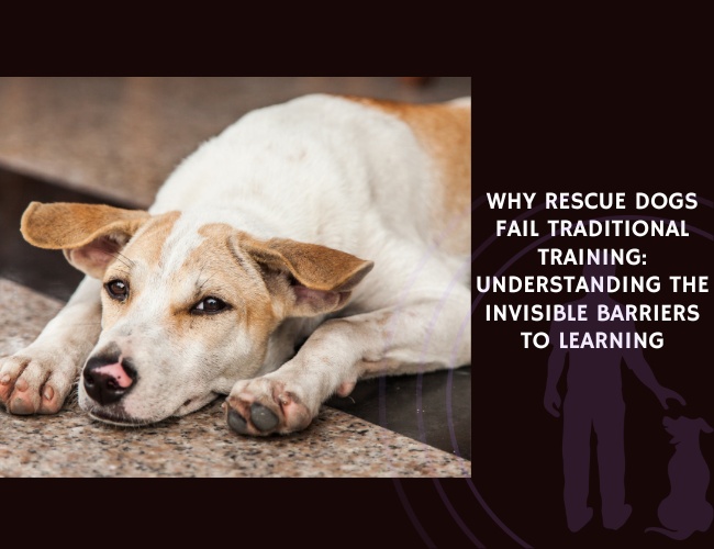 Why Rescue Dogs Fail Traditional Training