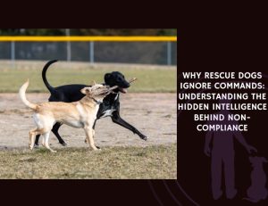 Why Rescue Dogs Ignore Commands Understanding the Hidden Intelligence Behind Non-Compliance