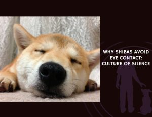 Why Shibas Avoid Eye Contact Culture of Silence