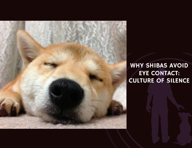 Why Shibas Avoid Eye Contact Culture of Silence