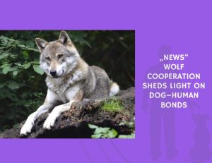 Wolf Cooperation Sheds Light on Dog–Human Bonds