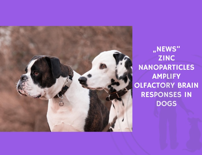 Zinc Nanoparticles Amplify Olfactory Brain Responses in Dogs