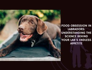 Food Obsession in Labradors Understanding the Science Behind Your Lab's Endless Appetite