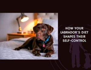 How Your Labrador's Diet Shapes Their Self-Control
