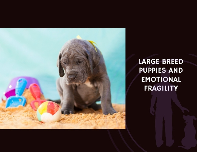 Large Breed Puppies and Emotional Fragility