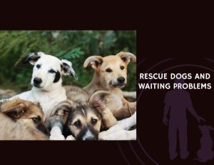 Rescue Dogs and Waiting Problems
