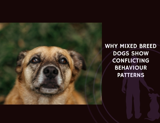 Why Mixed Breed Dogs Show Conflicting Behaviour Patterns