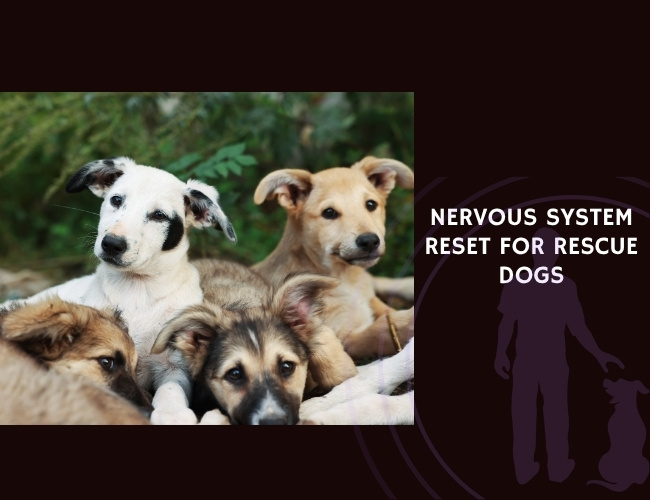 Nervous System Reset for Rescue Dogs