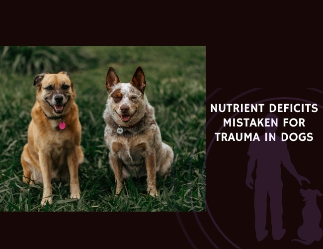 Nutrient Deficits Mistaken for Trauma in Dogs