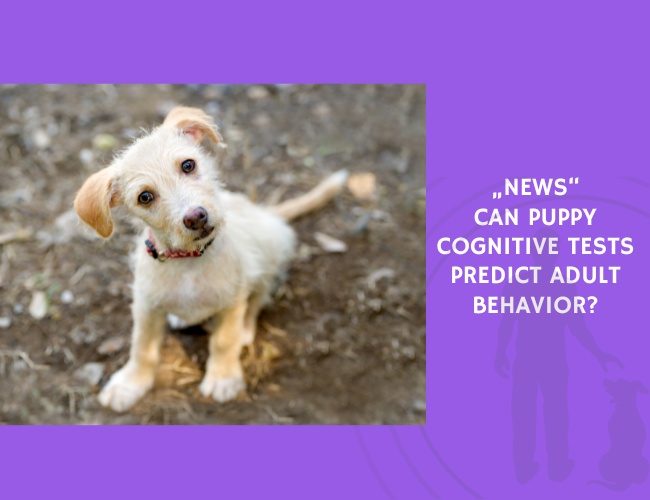 Can Puppy Cognitive Tests Predict Adult Behavior