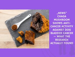 Chaga Mushroom Shows Anti-Cancer Activity Against Dog Bladder Cancer — What the Research Actually Found