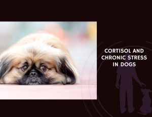 Cortisol and Chronic Stress in Dogs