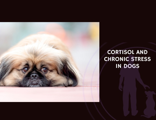 Cortisol and Chronic Stress in Dogs