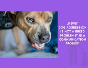 Dog Aggression Is Not a Breed Problem It Is a Communication Problem