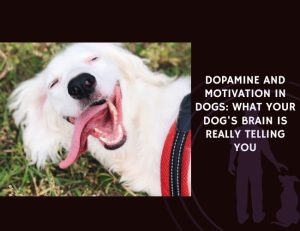 Dopamine and Motivation in Dogs What Your Dog's Brain Is Really Telling You