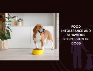 Food Intolerance and Behaviour Regression in Dogs
