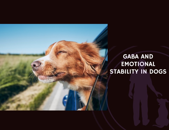 GABA and Emotional Stability in Dogs