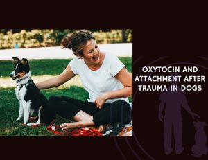 Oxytocin and Attachment After Trauma in Dogs