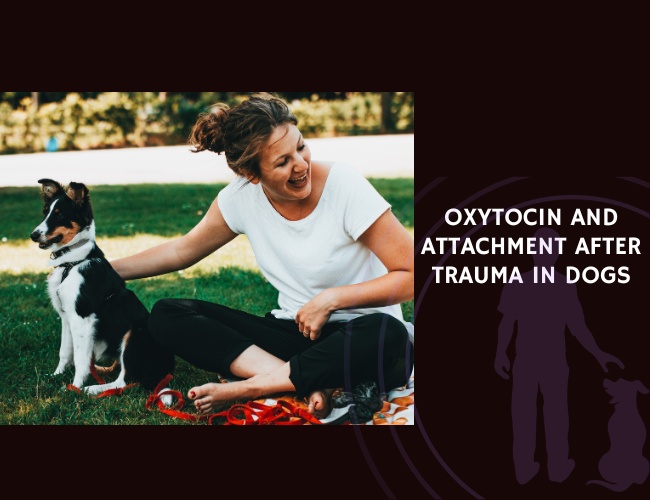 Oxytocin and Attachment After Trauma in Dogs
