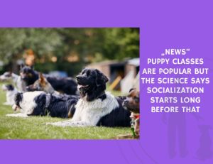 Puppy Classes Are Popular but the Science Says Socialization Starts Long Before That