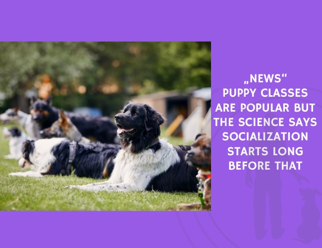 Puppy Classes Are Popular but the Science Says Socialization Starts Long Before That